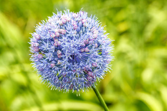 皇家卡鲁勒姆葱属植物蓝色的花蓝色的洋葱球状形状花夏天城市公园装饰球根状的常年植物蓝色的弓特写镜头背景绿色草