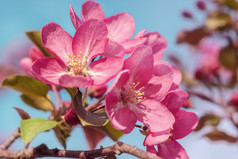 分支开花粉红色的apple-treein阳光你好春天!