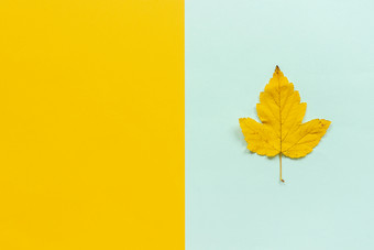 一个黄色的秋天叶蓝色的黄色的背景前视图复制空间布局黄色的秋天叶蓝色的黄色的背景