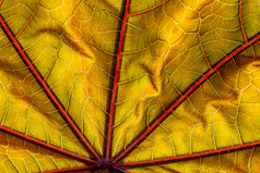 色彩斑斓的秋天的叶关闭纹理背景色彩斑斓的秋天的叶close-uptexture背景