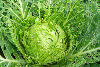 卷心菜<strong>损坏</strong>的昆虫害虫特写镜头头和叶子卷心菜洞吃幼虫蝴蝶和毛毛虫后果的入侵蝴蝶皮耶里斯 （消歧义）芸苔属卷心菜<strong>损坏</strong>的昆虫害虫特写镜头头和叶子卷心菜洞吃幼虫蝴蝶和毛毛虫后果的入侵蝴蝶皮耶里斯 （消歧义）芸