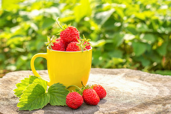 黄色的杯子与成熟的草莓浆果站树桩花园夏天阳光明媚的一天复制空间黄色的杯子与成熟的草莓浆果站树桩花园夏天阳光明媚的一天