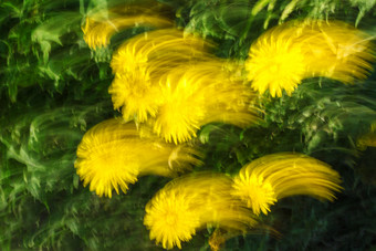 摘要纹理和背景模糊照片花与运动和条纹效果黄色的和绿色颜色定向模糊运动效果
