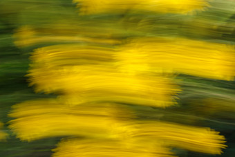 摘要纹理和背景模糊照片花与运动和条纹效果黄色的和绿色颜色快运动快门定向模糊运动效果