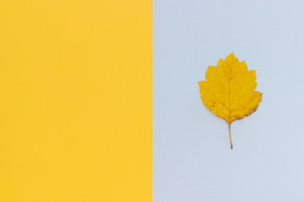 一个黄色的秋天叶灰色的黄色的背景前视图复制空间布局黄色的秋天叶灰色的黄色的背景