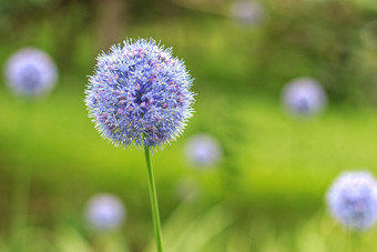 皇家卡鲁勒姆葱属植物蓝色的花球状形状花夏天城市公园装饰球根状的常年植物