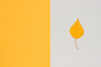 一个黄色的秋天桦木叶灰色的黄色的背景与复制空间前视图最小的风格模板为设计邀请问候卡一个黄色的秋天桦木叶灰色的黄色的背景与复制空间前视图最小的风格模板为设计邀请问候卡