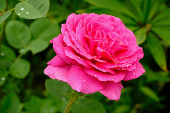 粉红色的玫瑰花与雨滴背景绿色树叶花园夏天一天粉红色的玫瑰花与雨滴背景绿色树叶花园夏天一天