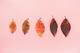 行色彩斑斓的秋天叶子粉红色的背景最小的风格复制空间为文本前视图平躺秋天概念模板为明信片邀请和你的设计行色彩斑斓的秋天叶子粉红色的背景最小的风格复制空间为文本前视图平躺秋天概念模板为明信片邀请和你的设计