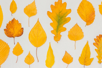 集合集秋天黄色的叶子灰色的背景秋天壁纸前视图平躺集合集秋天黄色的叶子灰色的背景秋天壁纸前视图平躺