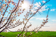 盛开的樱桃树绿色场和春天太阳盛开的樱桃树和太阳