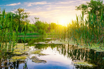 明亮的太阳在<strong>池塘</strong>的森林日落太阳在<strong>池塘</strong>森林