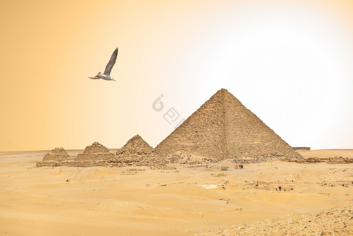 海鸥在金字塔法老和海鸥和埃及金字塔