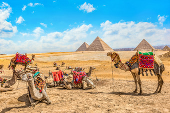 骆驼休息附近<strong>金字</strong>塔沙漠吉萨埃及<strong>金字</strong>塔和骆驼