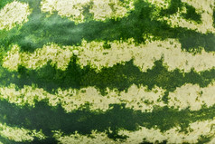 绿色和新鲜的条纹西瓜皮肤背景条纹西瓜背景