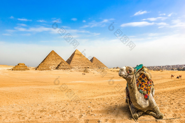 骆驼休息附近伟大的金字塔沙漠吉萨埃及骆驼和金字塔