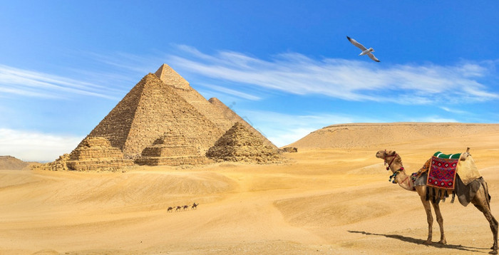 骆驼看金字塔的沙漠吉萨骆驼看金字塔
