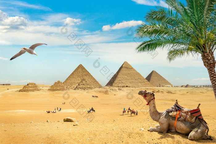 骆驼和鸟在毁了埃及金字塔毁了埃及金字塔