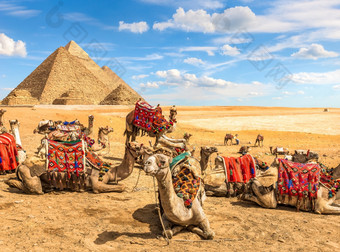 好奇的骆驼和他的群附近<strong>金字</strong>塔开罗埃及好奇的骆驼和<strong>金字</strong>塔