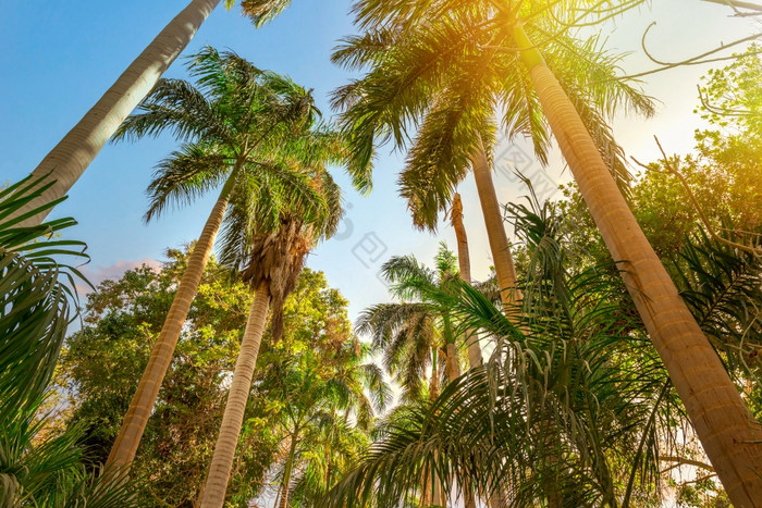 棕榈树和明亮的太阳植物花园阿斯旺埃及手掌和太阳