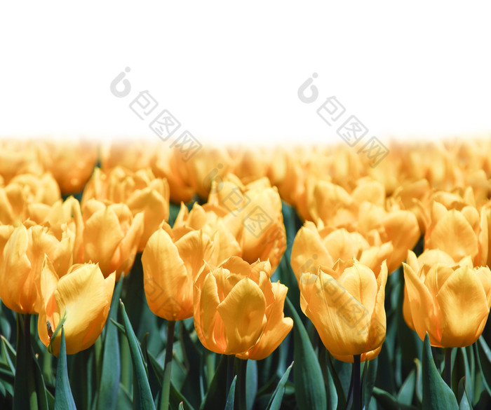 黄色的郁金香孤立的白色春天花背景模拟模板春天郁金香花背景孤立的白色模拟模板