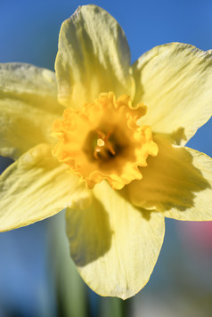 黄色的那喀索斯花关闭春天背景与水仙花花深焦点那喀索斯花关闭