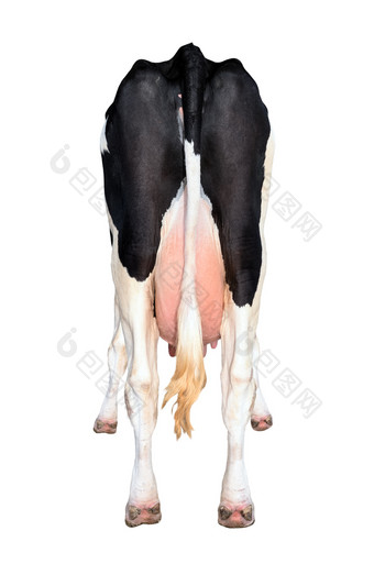 的底和<strong>尾巴</strong>站牛牛孤立的白色完整的长度的底和<strong>尾巴</strong>站牛
