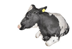 牛完整的长度孤立的白色背景有趣的黑色的和白色说谎牛关闭农场动物