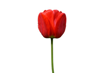 红色的郁金香花孤立的白色背景郁金香花头孤立的白色春天花