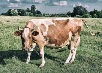 牛的背景明亮的绿色场年轻的红色的和白色发现了牛放牧自然背景牛的背景明亮的绿色场