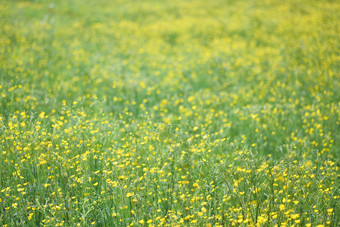 盛开的春天草地场与黄色的花温柔的春天背景盛开的春天草地场温柔的春天背景
