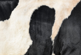 黑色的和白色头发牛皮肤真正的真正的自然皮毛免费的空间为文本牛皮关闭纹理发现了牛外套皮毛背景