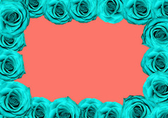蓝色的玫瑰广场框架珊瑚背景现代花框架前视图蓝色的玫瑰广场框架珊瑚背景