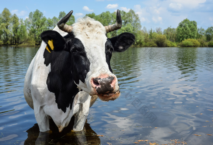 牛喝水附近春天牧场黑色的和白色有趣的牛浇水的地方附近农场农场动物牛喝水附近牧场