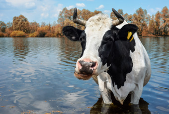 牛<strong>喝水</strong>附近春天牧场黑色的和白色有趣的牛浇<strong>水</strong>的地方附近农场农场动物牛<strong>喝水</strong>附近牧场