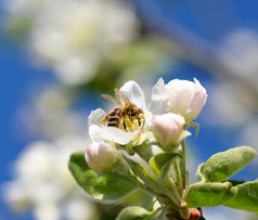 温柔的白色和粉红色的苹果花树分支关闭春天花blure背景温柔的白色和粉红色的苹果花树分支春天背景