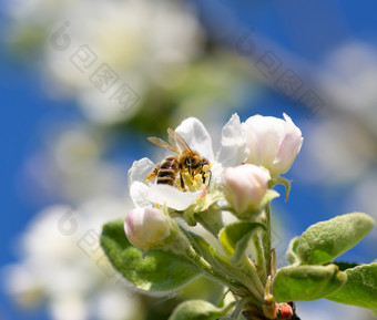 温柔的白色和粉红色的苹果花树分支关闭春天花blure背景温柔的白色和粉红色的苹果花树分支春天背景