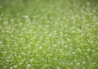 盛开的春天草地场温柔的春天背景盛开的春天草地场