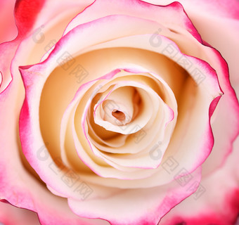 充满活力的新鲜的粉红色的和白色玫瑰关闭玫瑰头宏照片背景模板模拟前视图充满活力的新鲜的粉红色的和白色玫瑰关闭