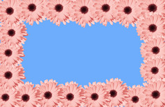 珊瑚粉红色的黛西广场框架蓝色的背景现代花框架前视图