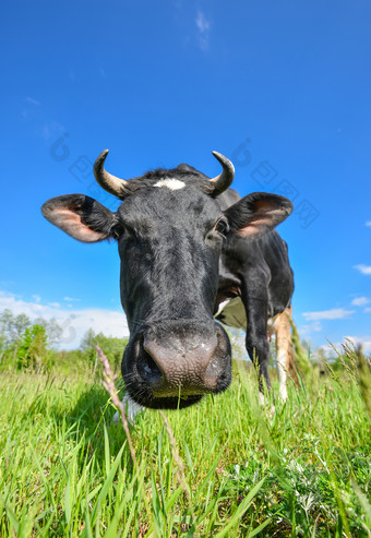 的肖像牛与大鼻子的背景绿色场农场动物