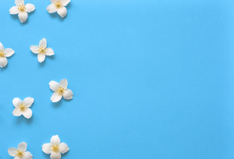 茉莉花花模式前视图平躺花模式明亮的蓝色的背景与免费的空间茉莉花花模式前视图平躺