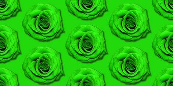 绿色玫瑰花模式前视图平躺花模式明亮的绿色背景玫瑰拼贴画玫瑰花模式前视图平躺花模式明亮的背景