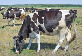 牛放牧夏天牧场牛完整的长度夏天牧场