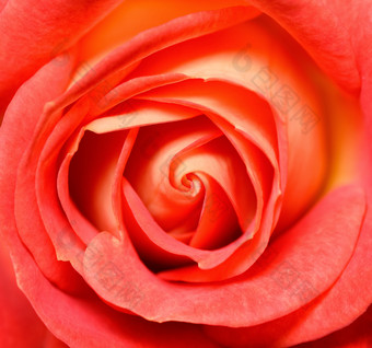 充满活力的新鲜的珊瑚红色的玫瑰关闭玫瑰头宏照片背景模板模拟前视图充满活力的新鲜的红色的玫瑰关闭玫瑰头宏照片背景模板模拟前视图