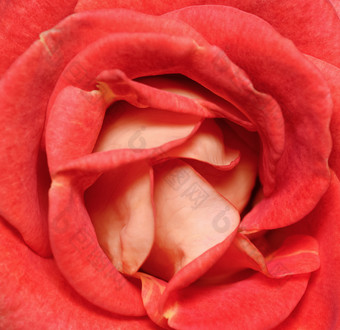 充满活力的新鲜的珊瑚红色的玫瑰关闭玫瑰头宏照片背景模板<strong>模拟</strong>前视图充满活力的新鲜的红色的玫瑰关闭玫瑰头宏照片背景模板<strong>模拟</strong>前视图