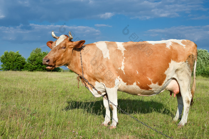 配置文件牛的背景明亮的绿色场有趣的红色的发现了牛完整的长度吃草农场配置文件牛的背景明亮的绿色场