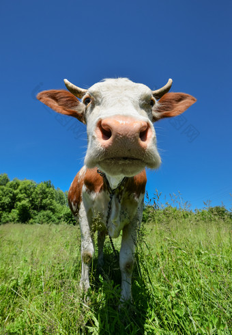 牛与大动物的鼻口盯着直成相机关闭农场动物有趣的可爱的红色的和白色发现了牛的场与明亮的绿色草牛与大动物的鼻口盯着直成相机关闭