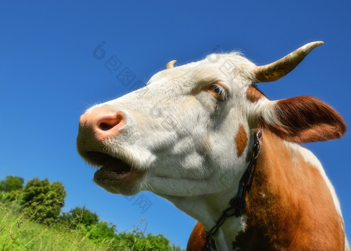 肖像年轻的红色的和白色发现了牛牛动物的鼻口关闭牛放牧的农场草地农场动物肖像年轻的红色的和白色发现了牛牛动物的鼻口关闭牛放牧的农场草地