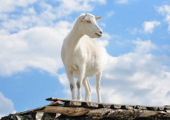有趣的山羊站精品屋顶国家农场可爱的和有趣的白色年轻的山羊背景蓝色的天空农场动物有趣的山羊站精品屋顶国家农场